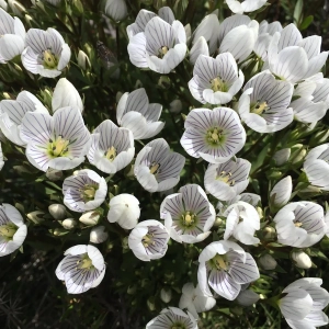 gentian-copy